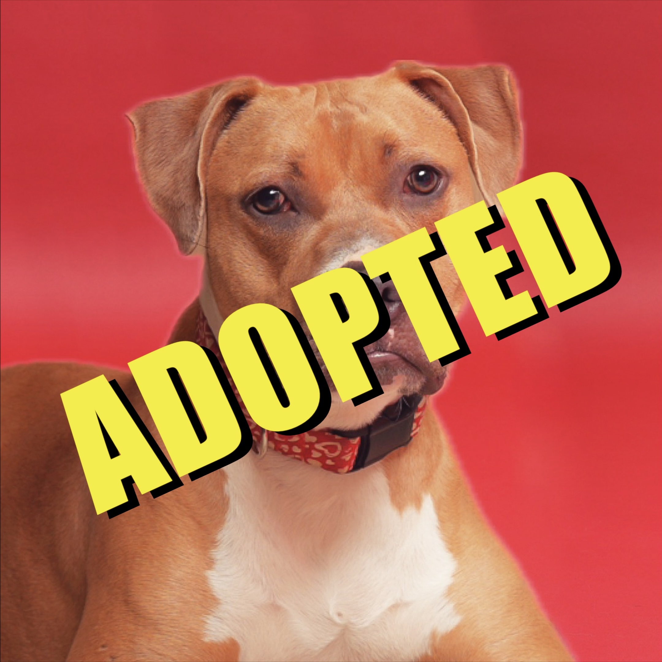 Bella has been adopted!