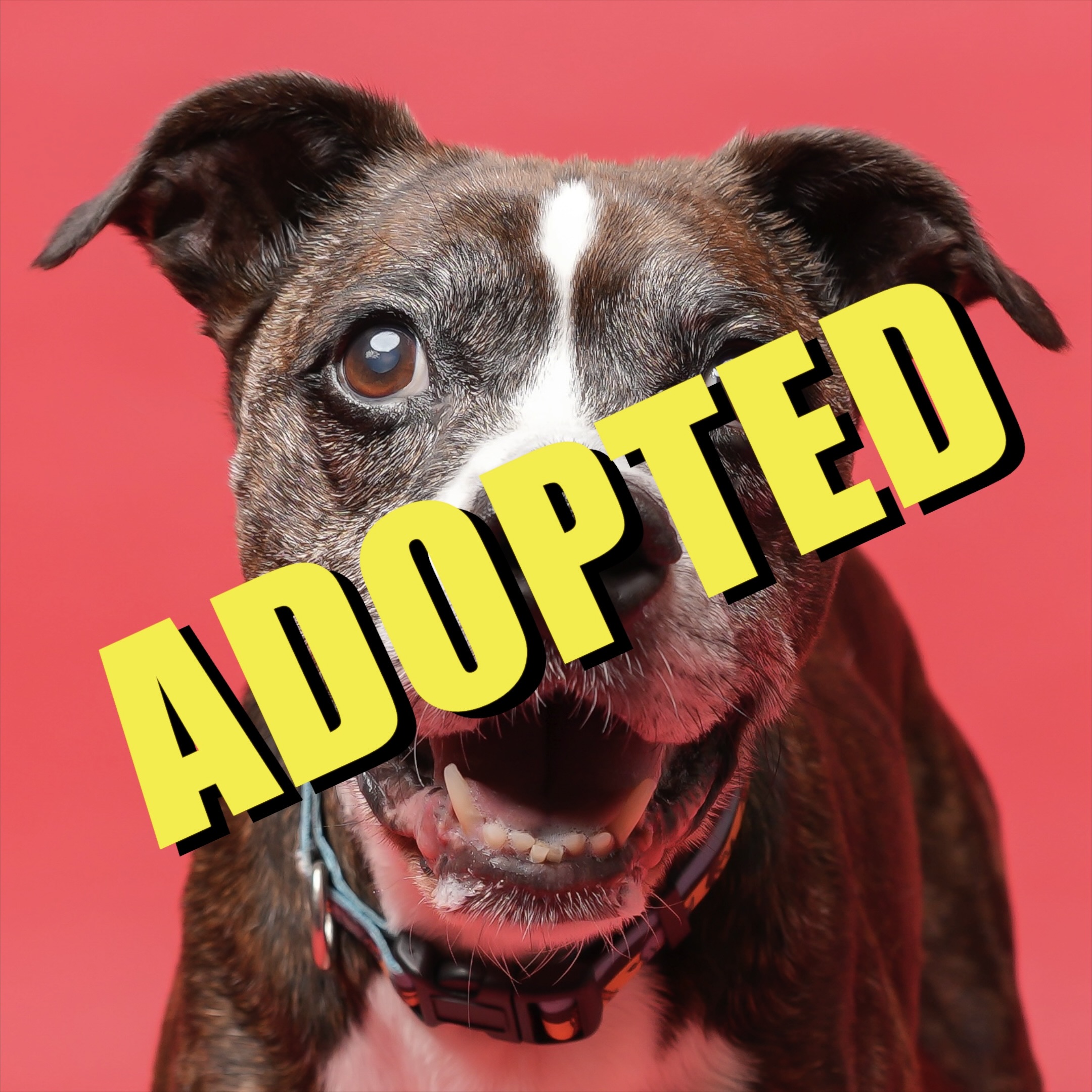 Bradley has been adopted!