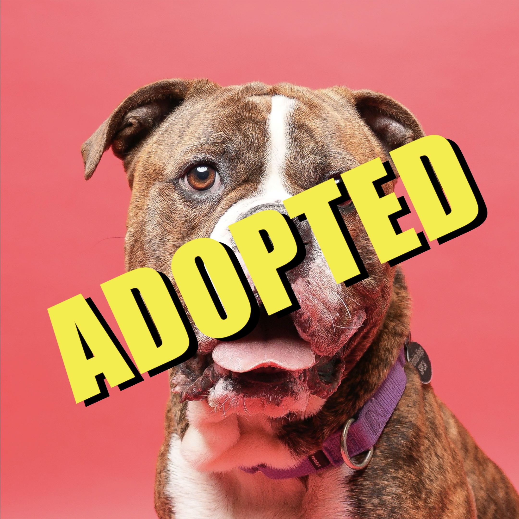 Ace has been adopted!