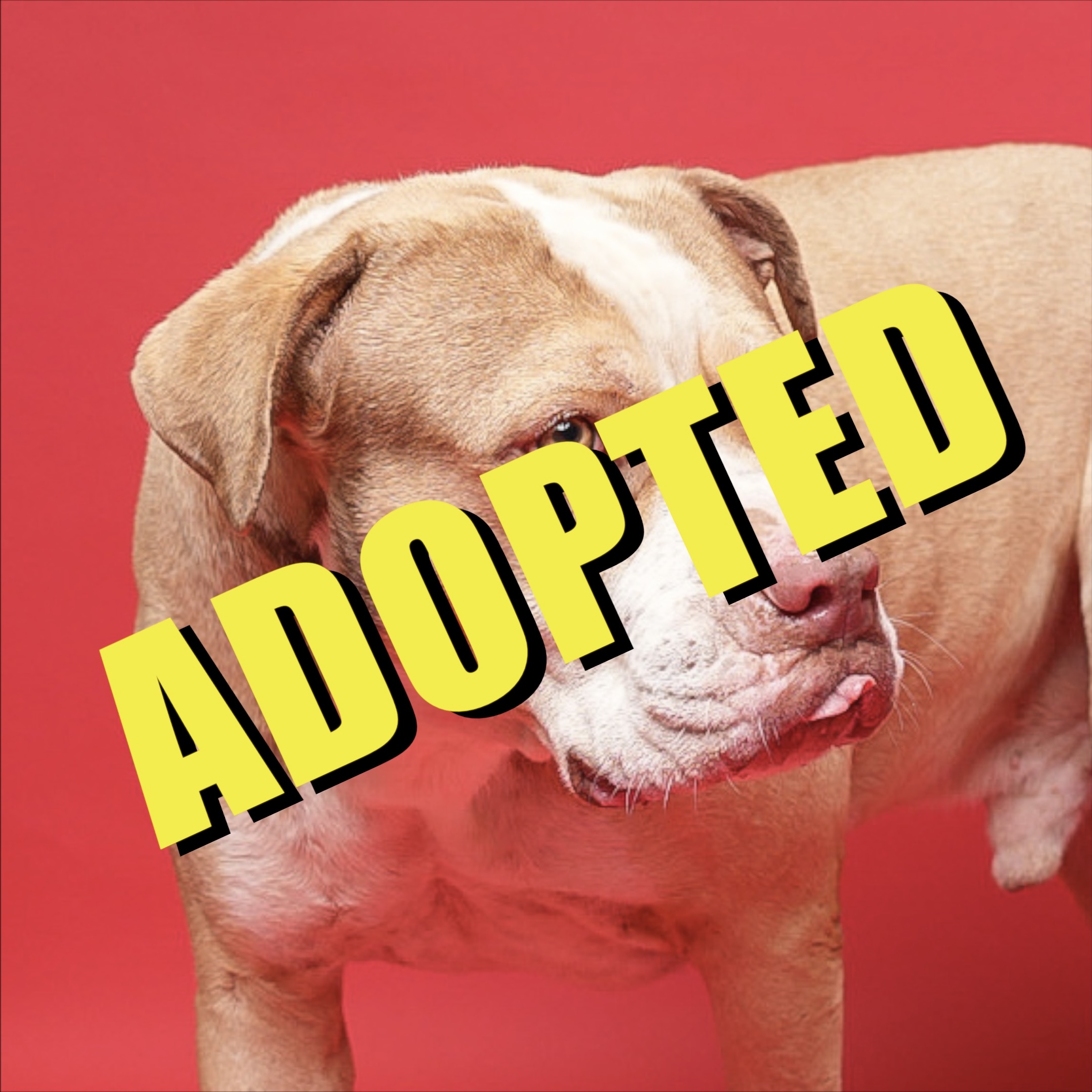 Bruno has been adopted!
