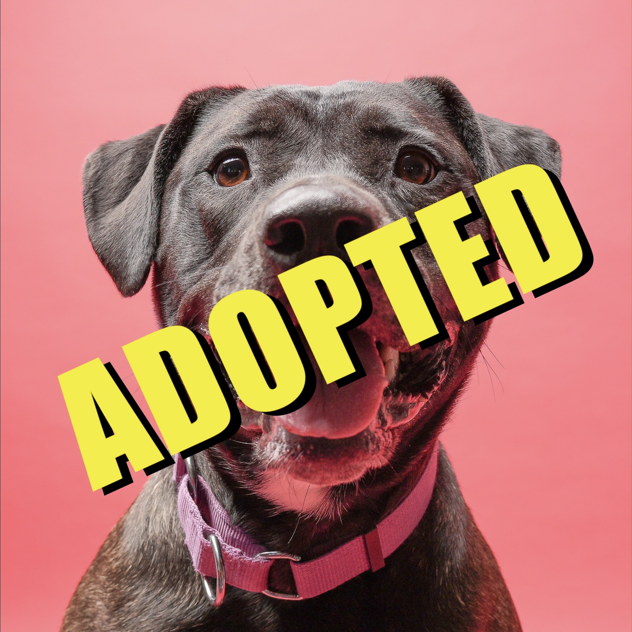 Rylee has been adopted!